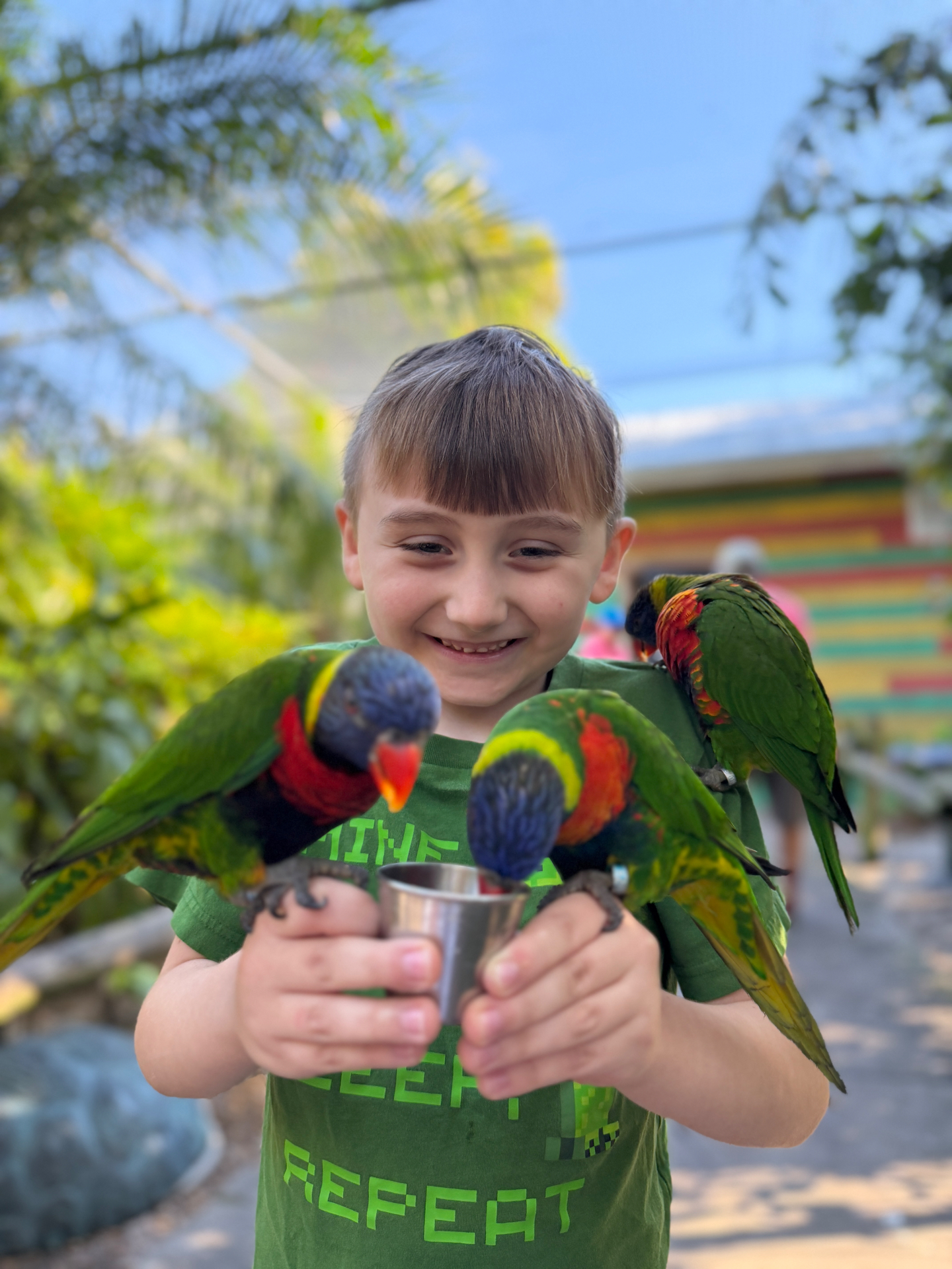 Dalton's son feeding lorikeets